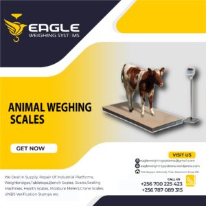 Cattle weighing scales in Uganda, They feature sturdy platforms, easy-to-read displays, and reliable load cells for consistent performance.